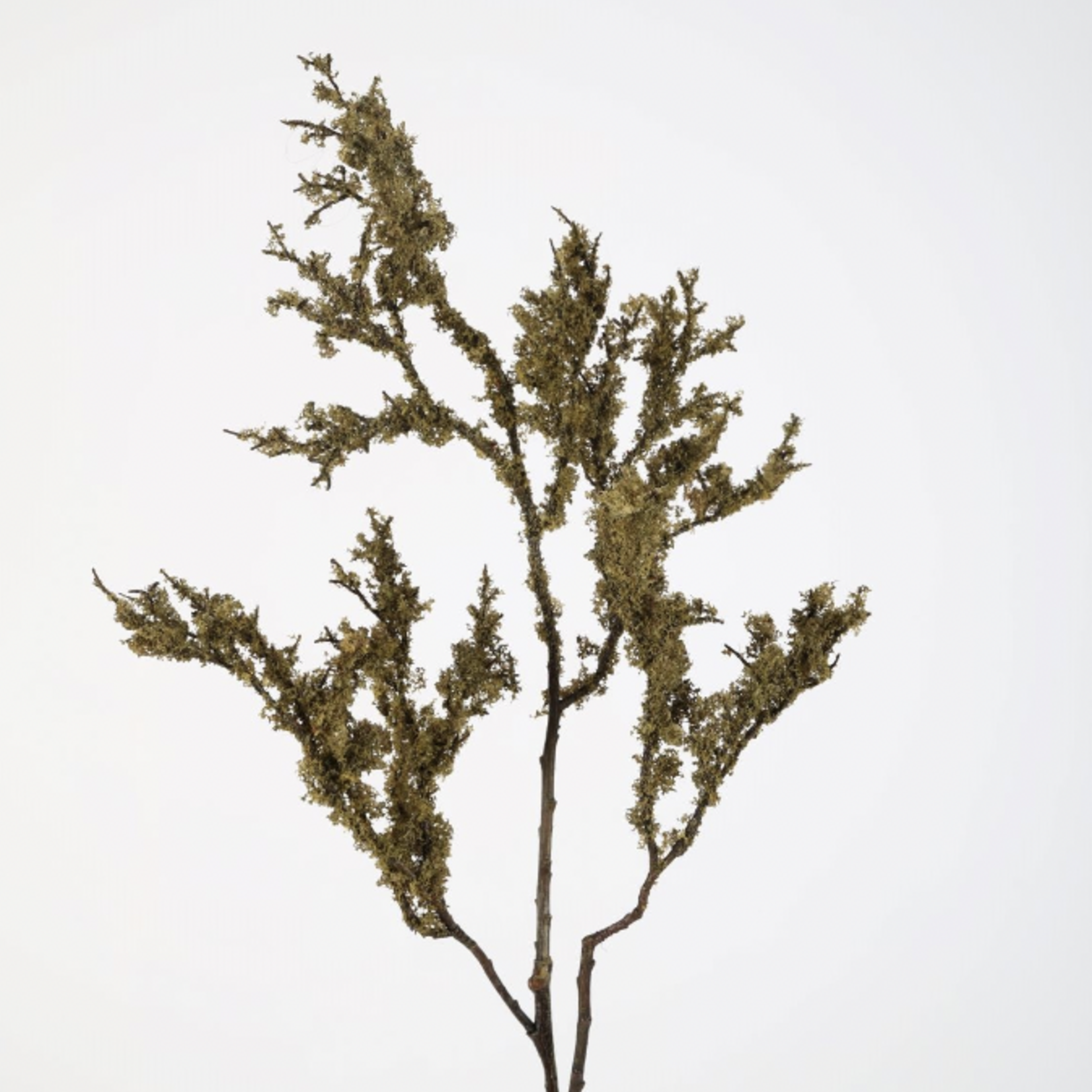 -- C&G - Moss branch bruin/naturel