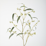 -- C&G - Eucalyptus seeds spray 97cm groen