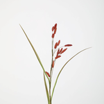 -- C&G - Dried bunny tails bordeaux rood