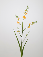 -- C&G - Crocosmia 99cm geel