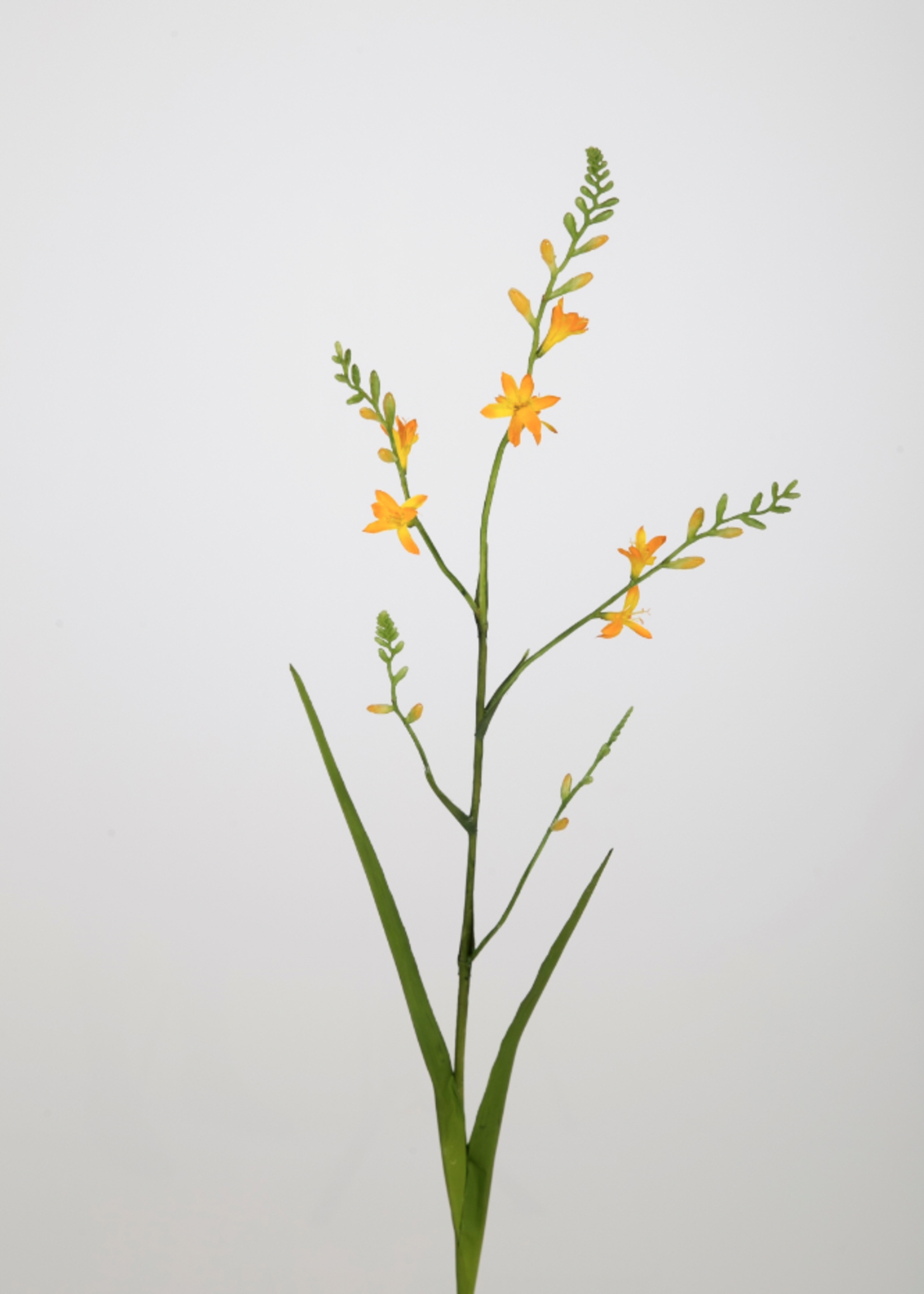 -- C&G - Crocosmia 99cm geel