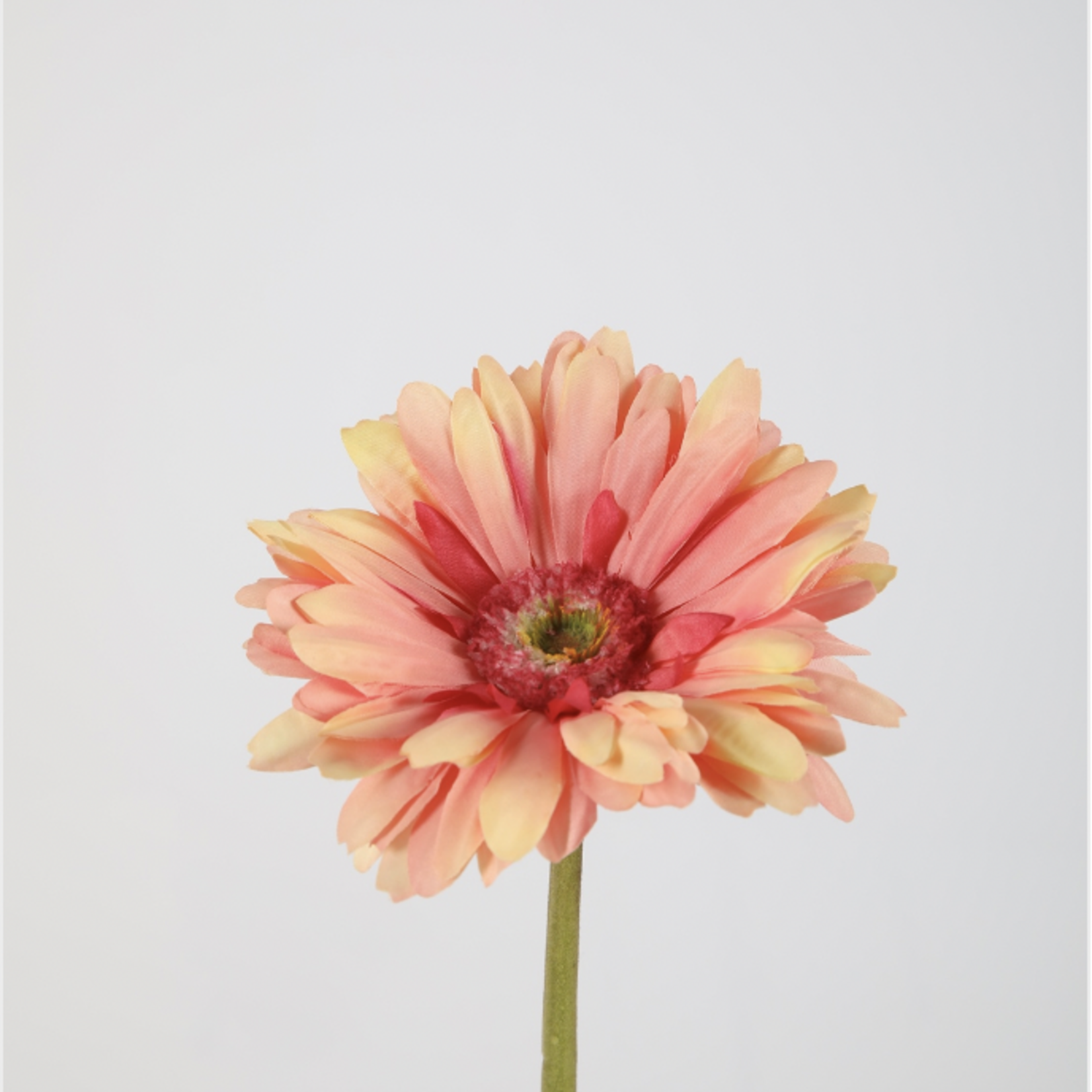 -- C&G - Gerbera daisy stem 53cm