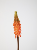 -- C&G - Kniphofia stem 69cm oranje