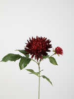 -- C&G - Dahlia sonic spray 65cm dia 13cm bordeaux