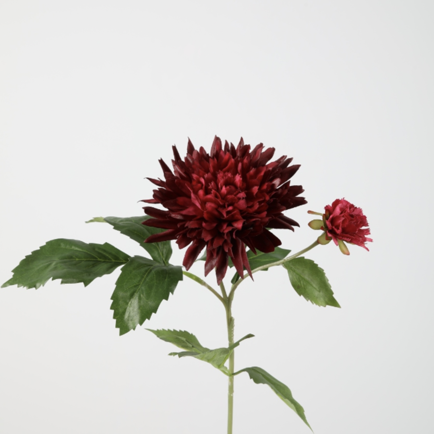 -- C&G - Dahlia sonic spray 65cm dia 13cm bordeaux