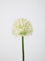 -- C&G - Allium single stem wit 62cm dia 9cm