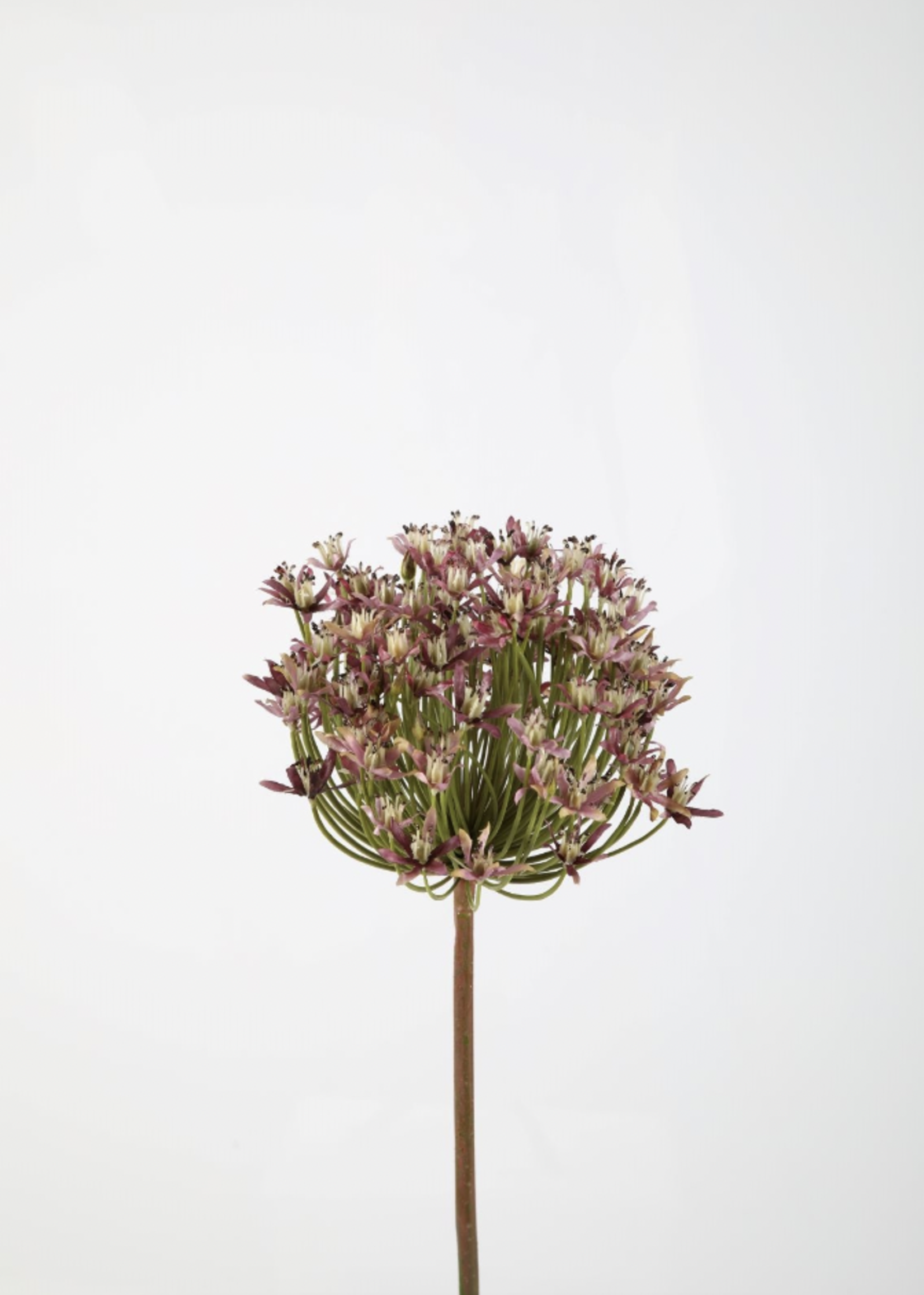 -- C&G - Allium stem lila/paars/lavendel 86cmx13cm