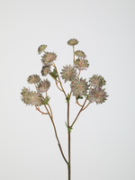 -- C&G - Astrantia spray 62cm lavendel/lila/paars