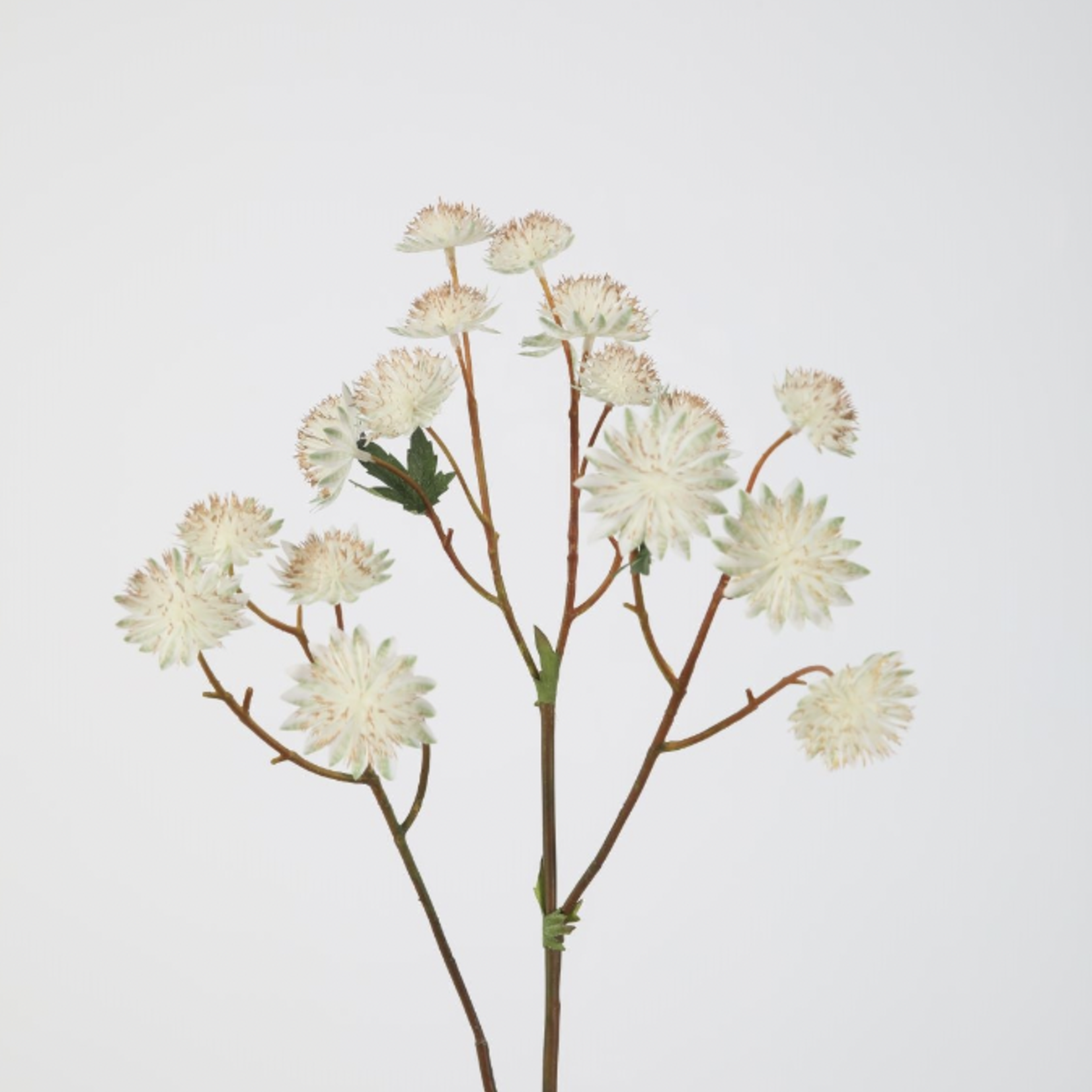 -- C&G - Astrantia spray 62cm wit/groen
