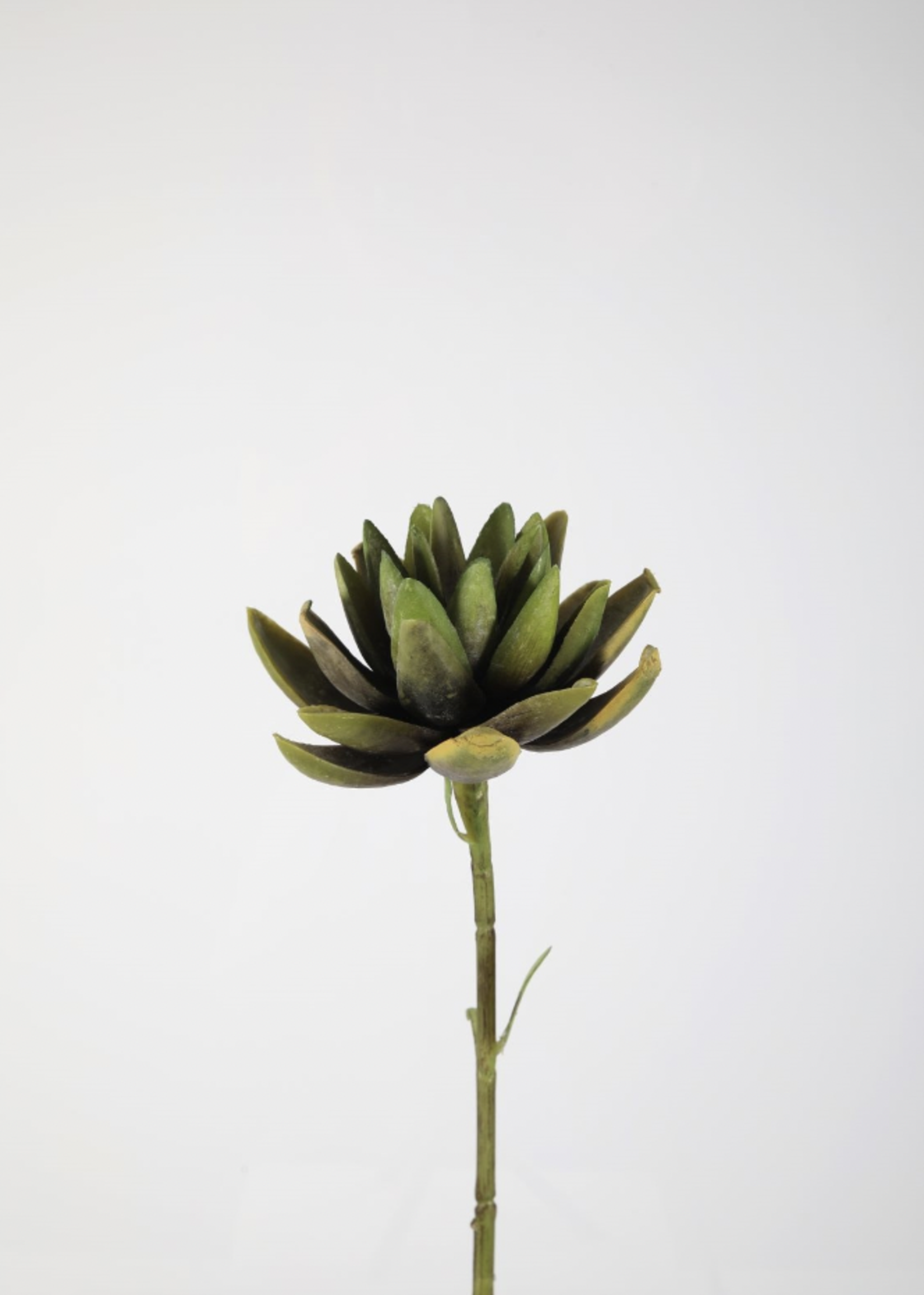 -- C&G - Artichoke 79cm groen