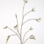 -- C&G - Alder spray 113cm