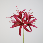 -- C&G - Nerine stem 81 cm roze/fuchsia