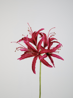 -- C&G - Nerine stem 81 cm roze/fuchsia