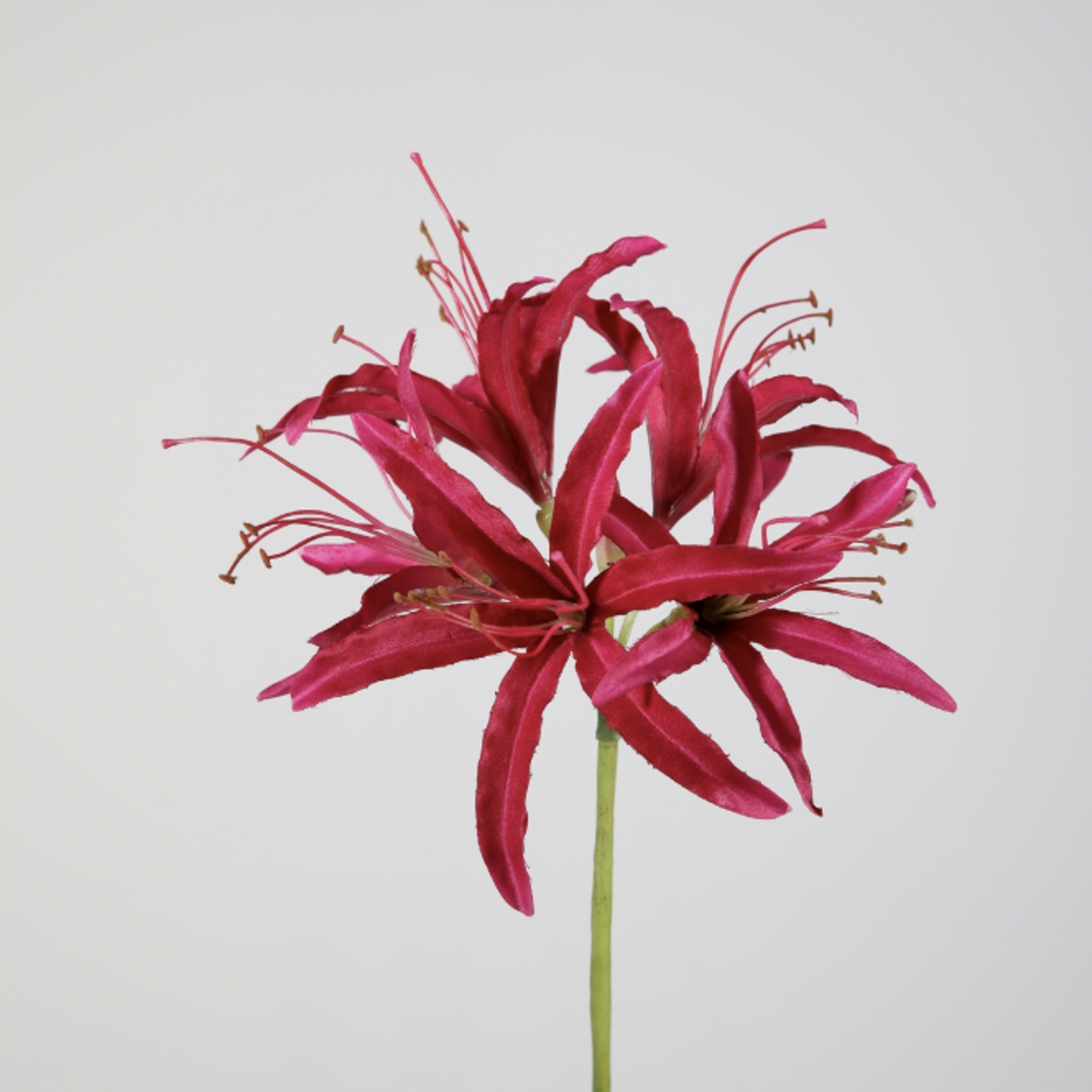 -- C&G - Nerine stem 81 cm roze/fuchsia