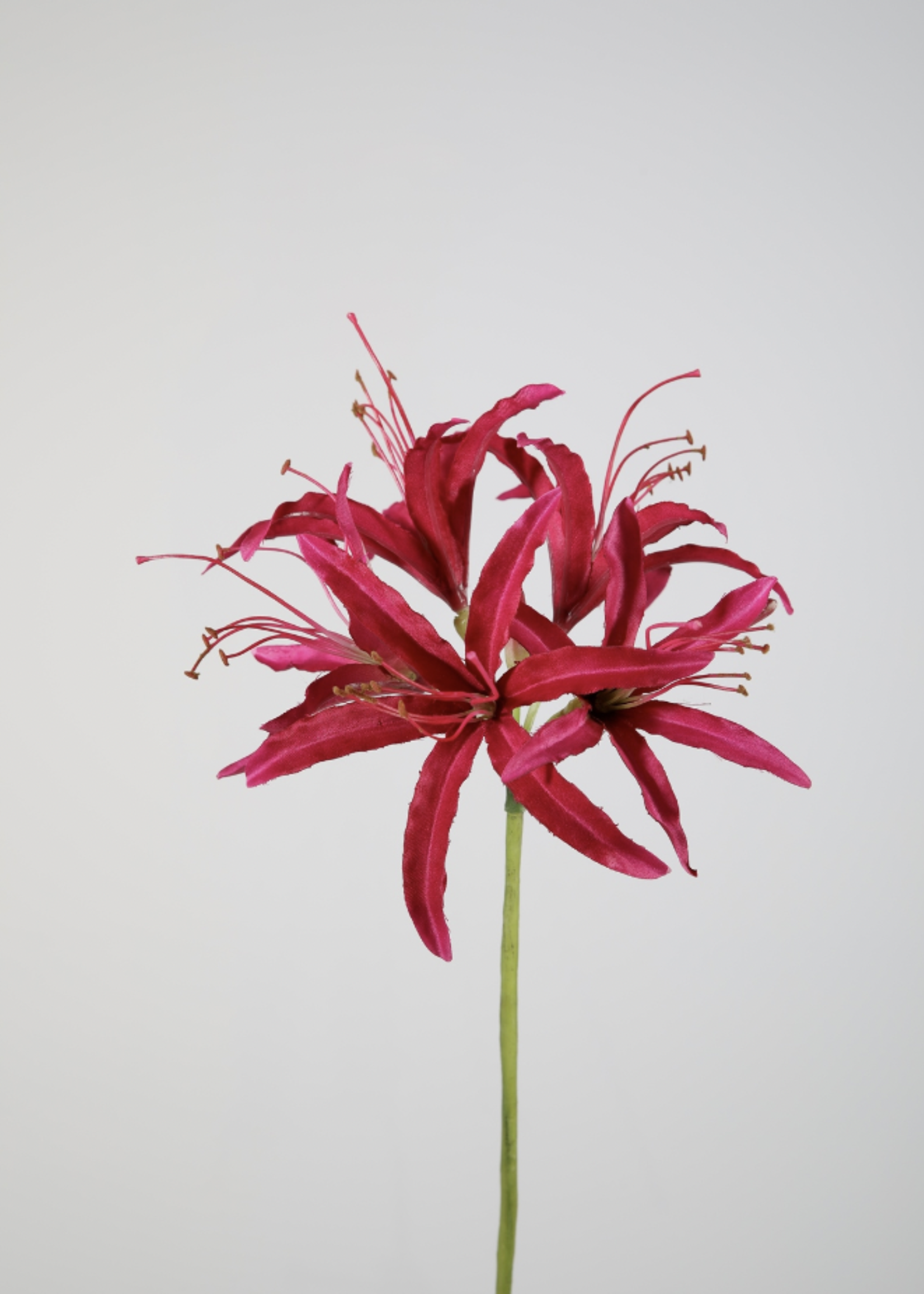 -- C&G - Nerine stem 81 cm roze/fuchsia