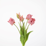 -- C&G - Parrot Tulp lila paars 41cm prijs per stuk