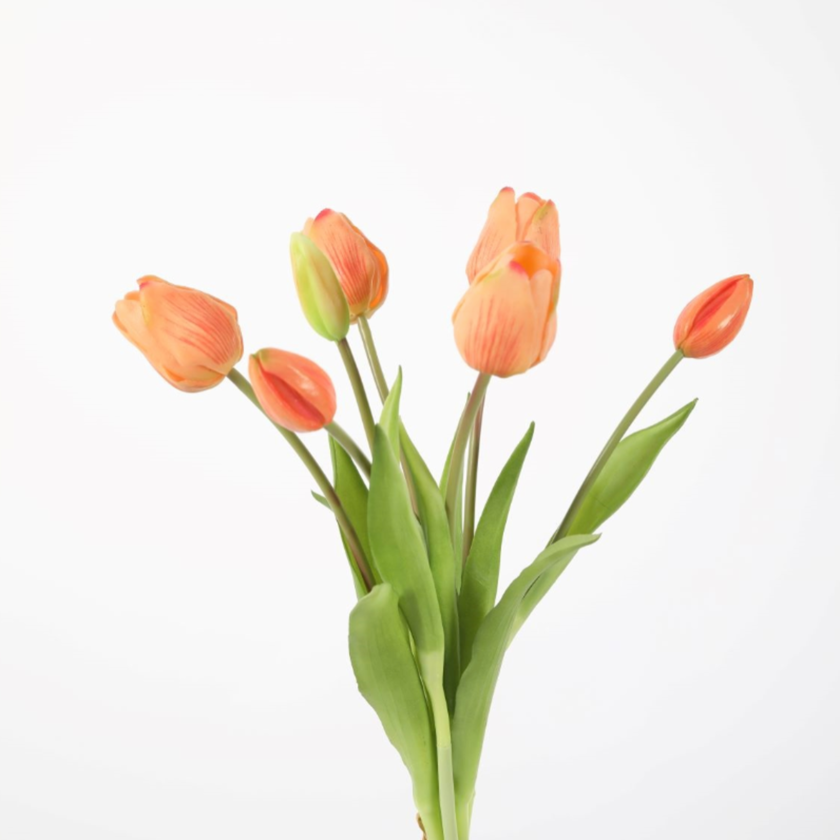 -- C&G - Tulp perzik 41 cm