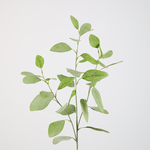 -- C&G - Eucalyptus 82cm groen zijde