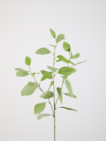 -- C&G - Eucalyptus 82cm groen zijde