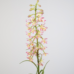 -- C&G - Kalanchoe succulent flower 80cm crème/paars