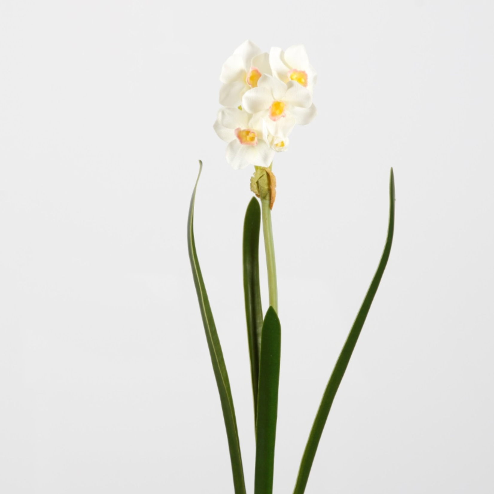 -- C&G - Narcissus Paper White 41cm