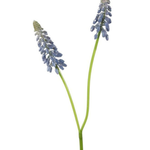 -- C&G - Blauwe druif muscari 45cm