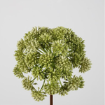 -- C&G - Angelica stem 98cm dia 21cm groen