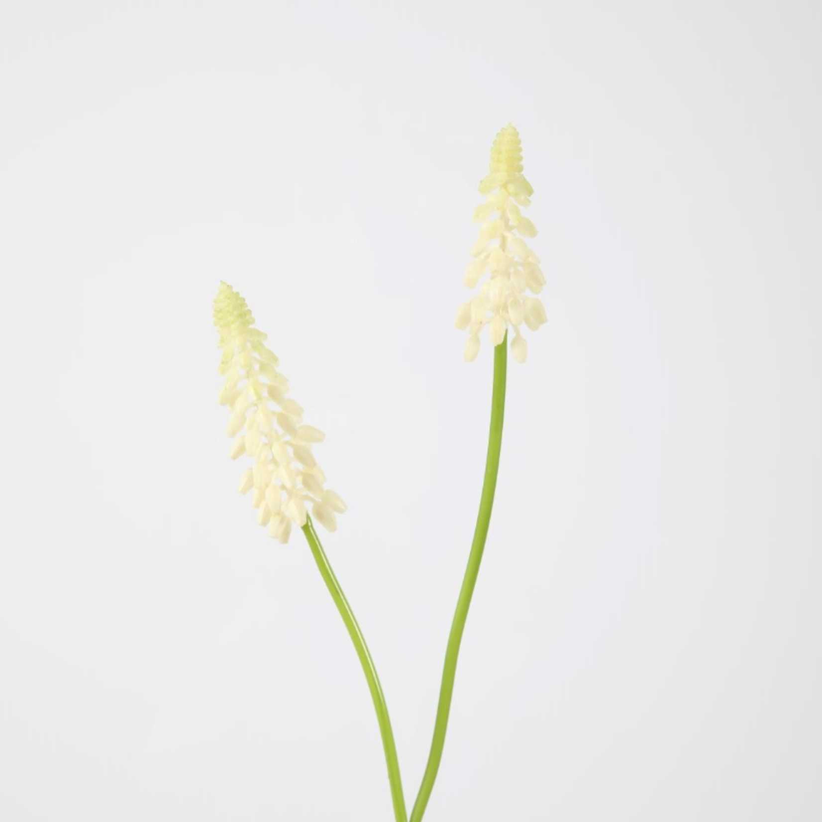 -- C&G - Witte druif muscari 45cm