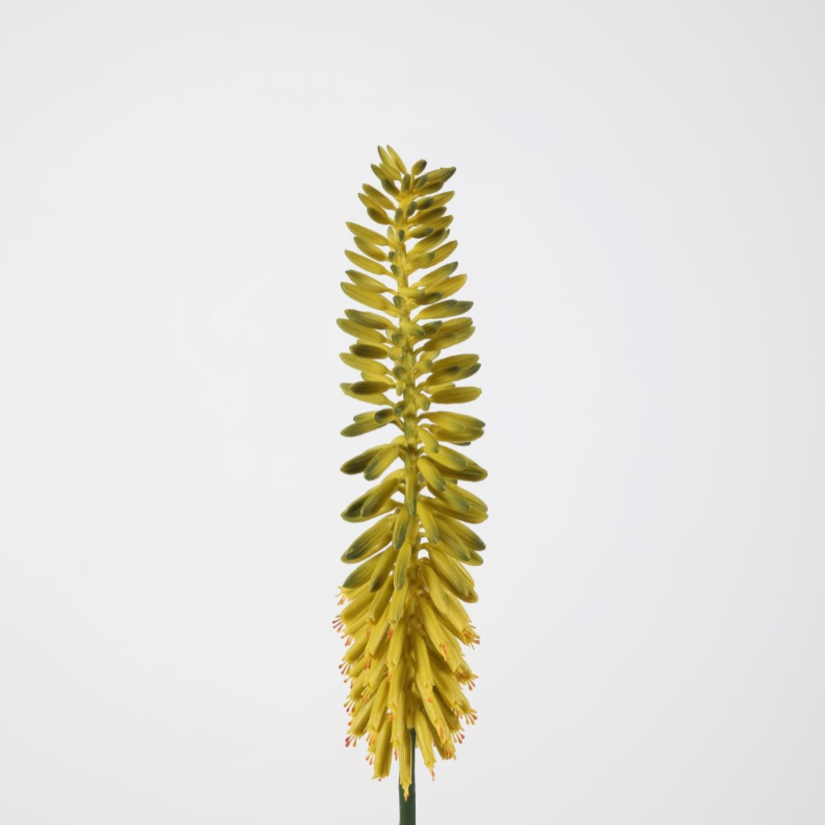 -- C&G - Kniphofia 89cm geel