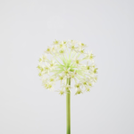 -- C&G - Allium Stem 76cm dia 12cm wit