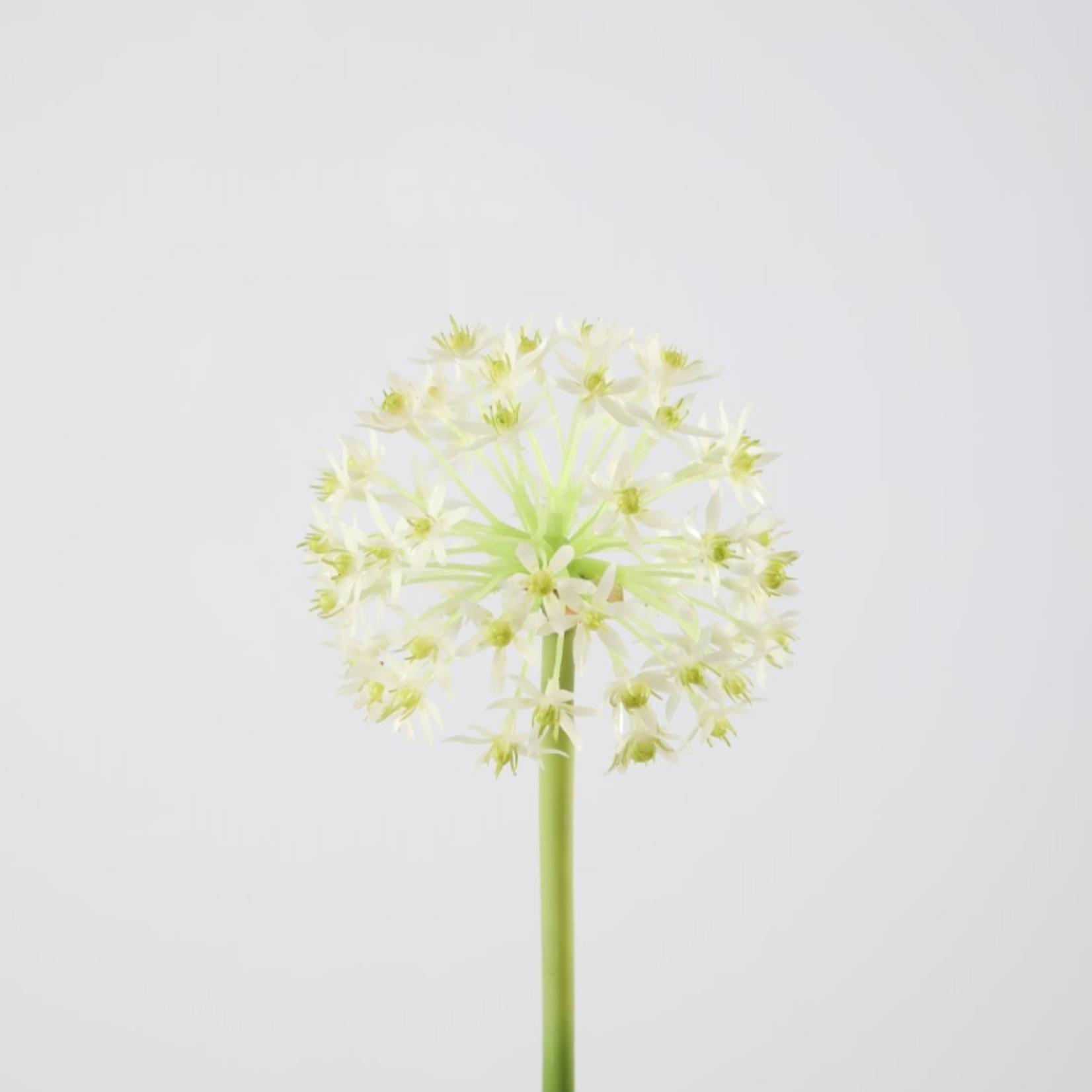 -- C&G - Allium Stem 76cm dia 12cm wit