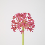 -- C&G - Allium Stem 76cm dia 12cm rose