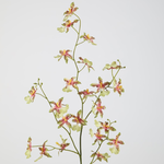 -- C&G - Dancing Orchid 94cm wit/roze