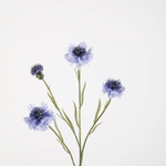 -- C&G - Cornflower / korenbloem 61cm blauw