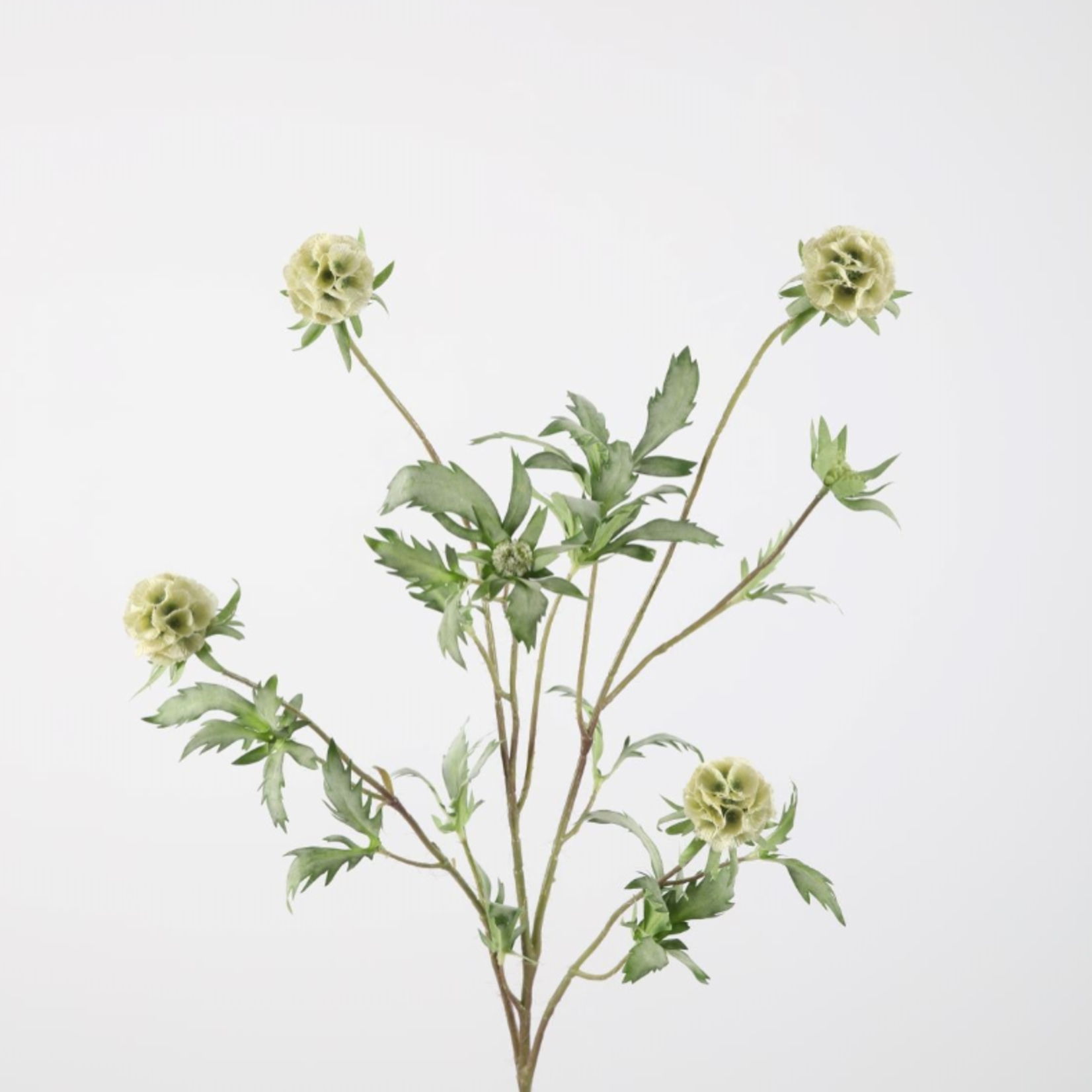-- C&G - Scabiosa spray 96cm wit/groen