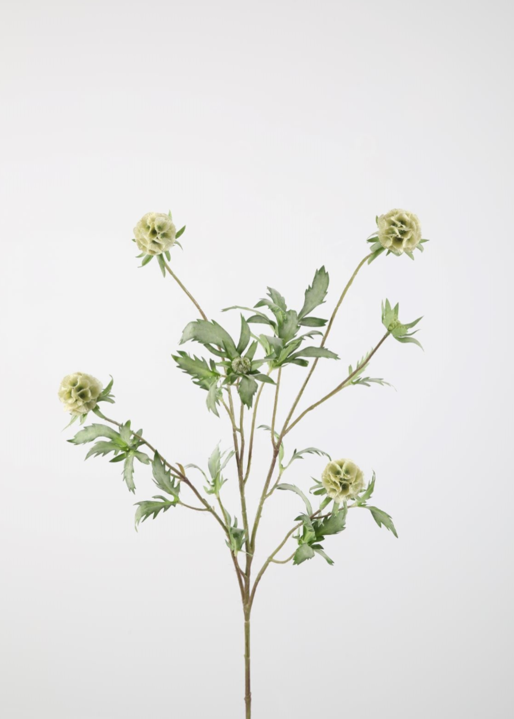 -- C&G - Scabiosa spray 96cm wit/groen