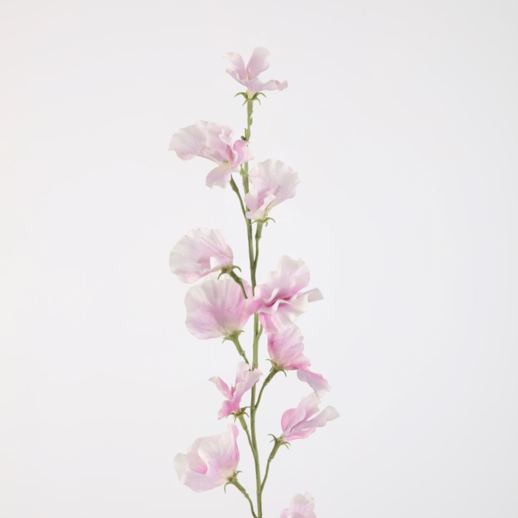 -- C&G - Sweetpea Stem 71cm rose/wit