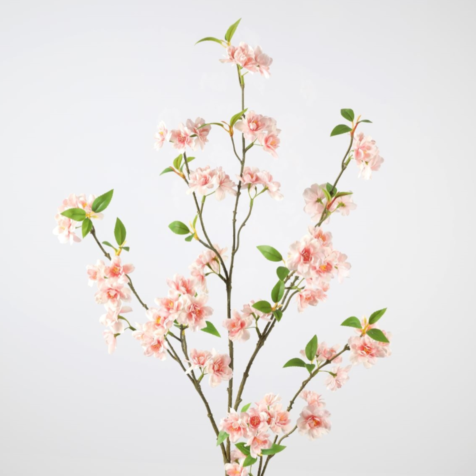 -- C&G - Cherryblossom  rose/wit