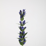 -- Zijdebloem Gentiana stem 66cm