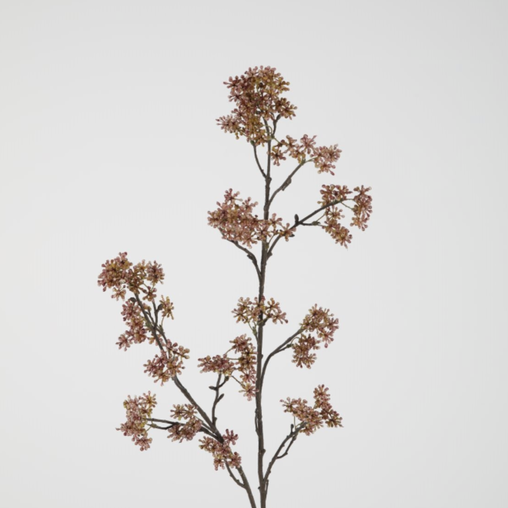 -- C&G - Berry 102cm bruin