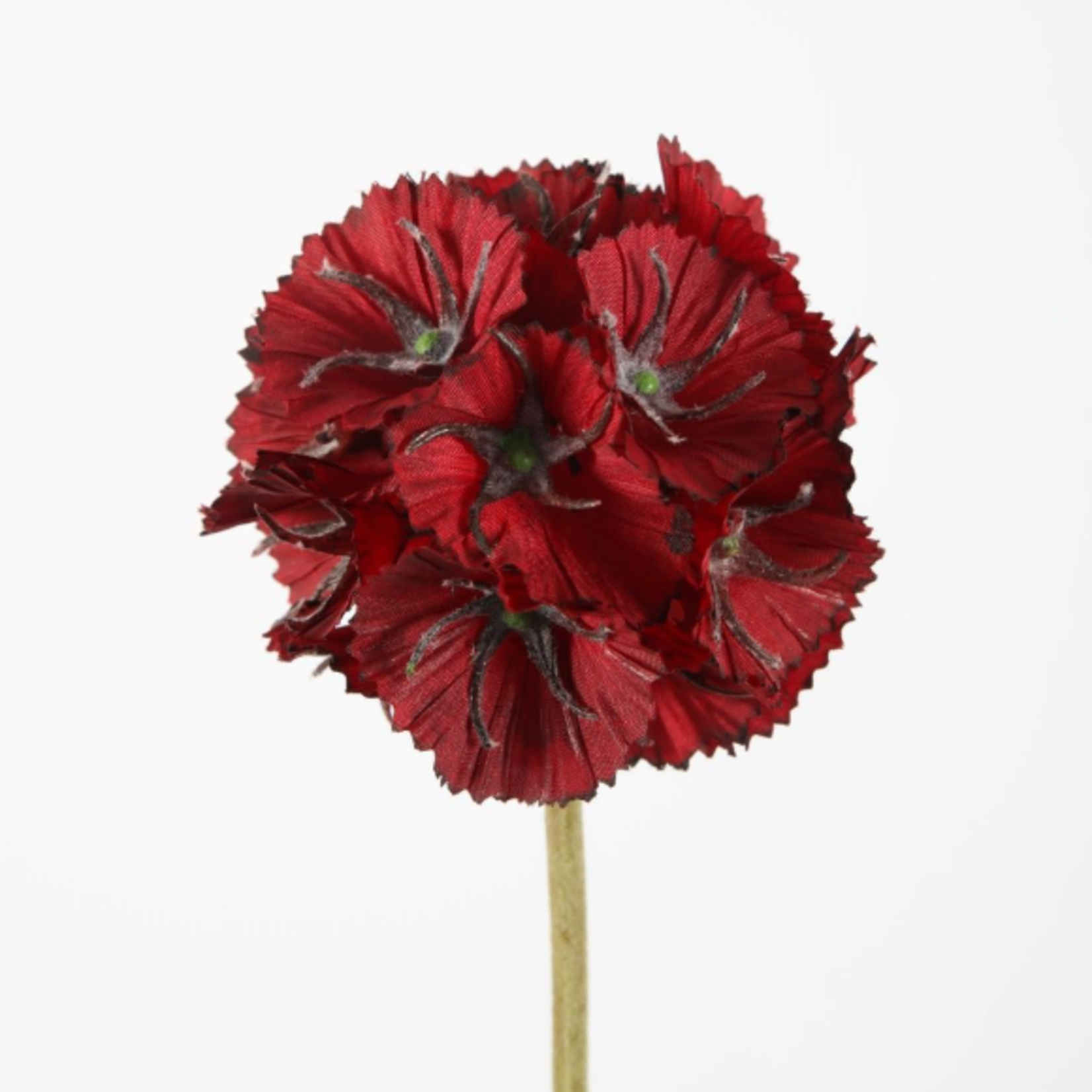 -- C&G - Scabiosa Seed 56cm dia 8cm rood