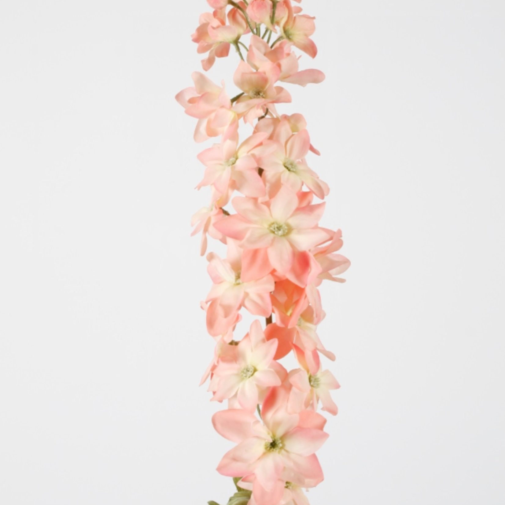 -- C&G - Delphinium w/22flrs 89cm rose