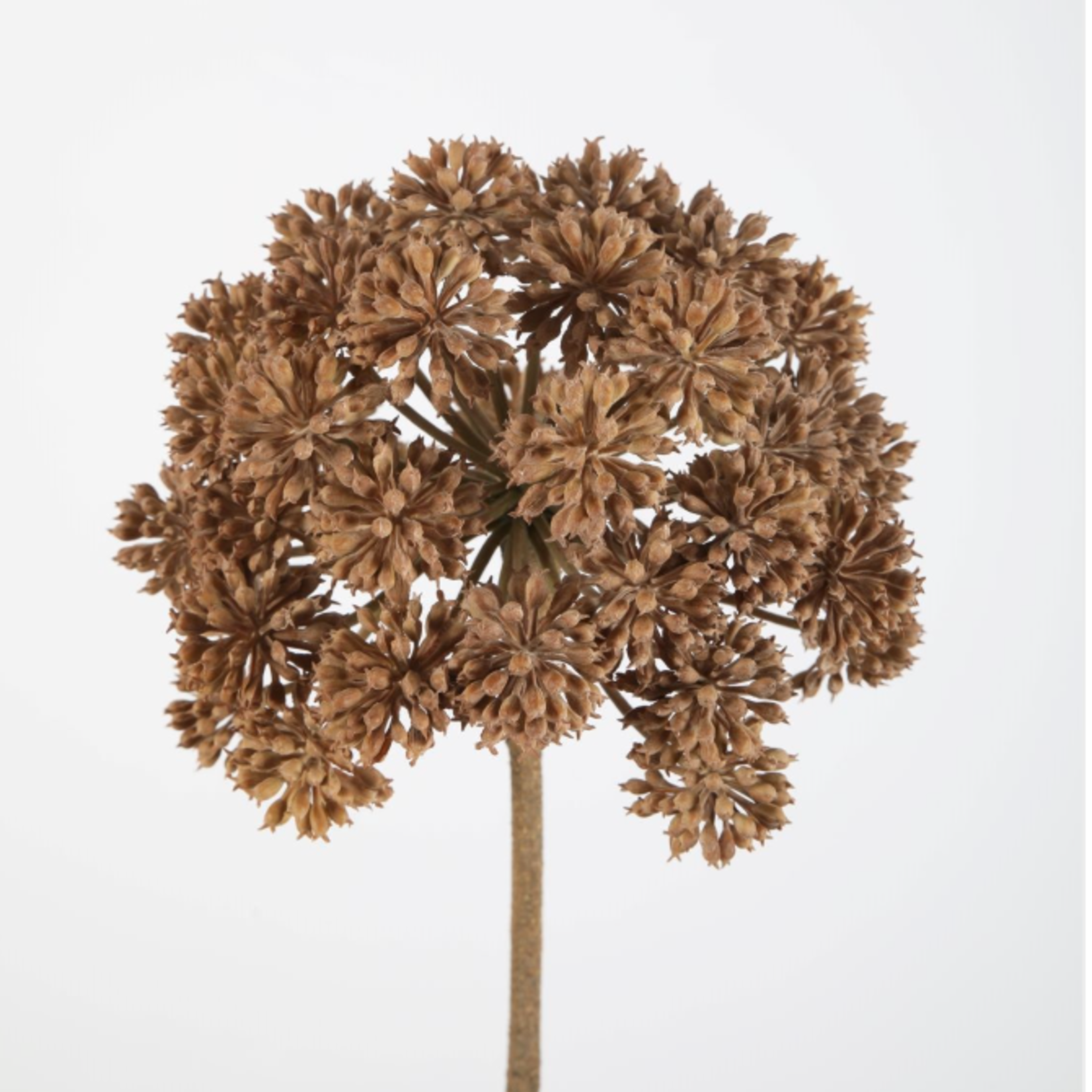 -- C&G - Angelica Stem 98cm dia 21 cm bruin