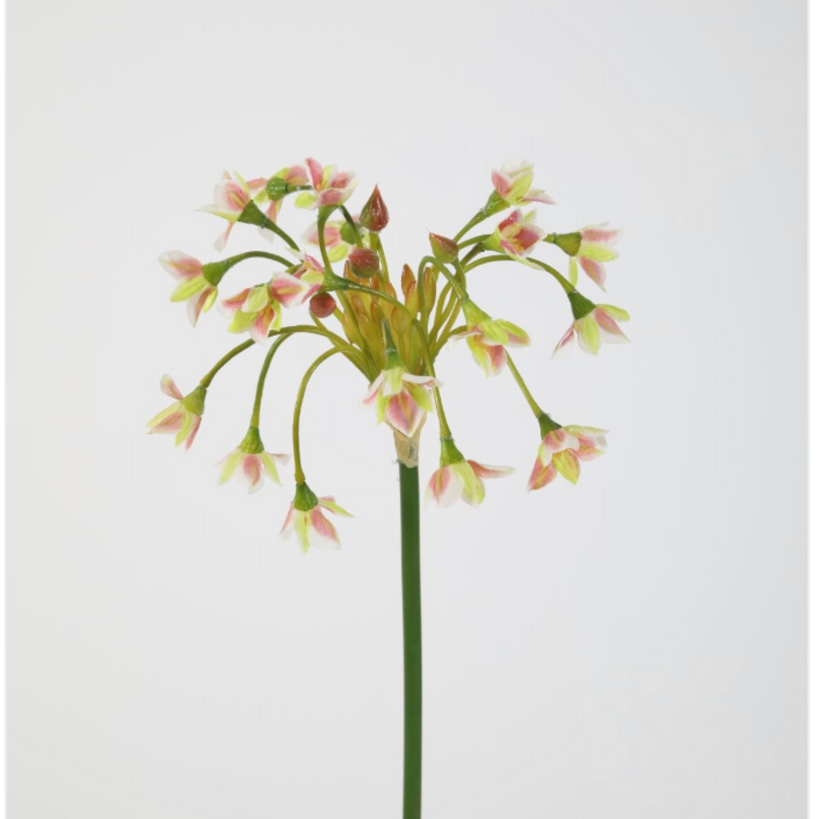 -- C&G - Allium Siculum Spray 89cm groen/rose