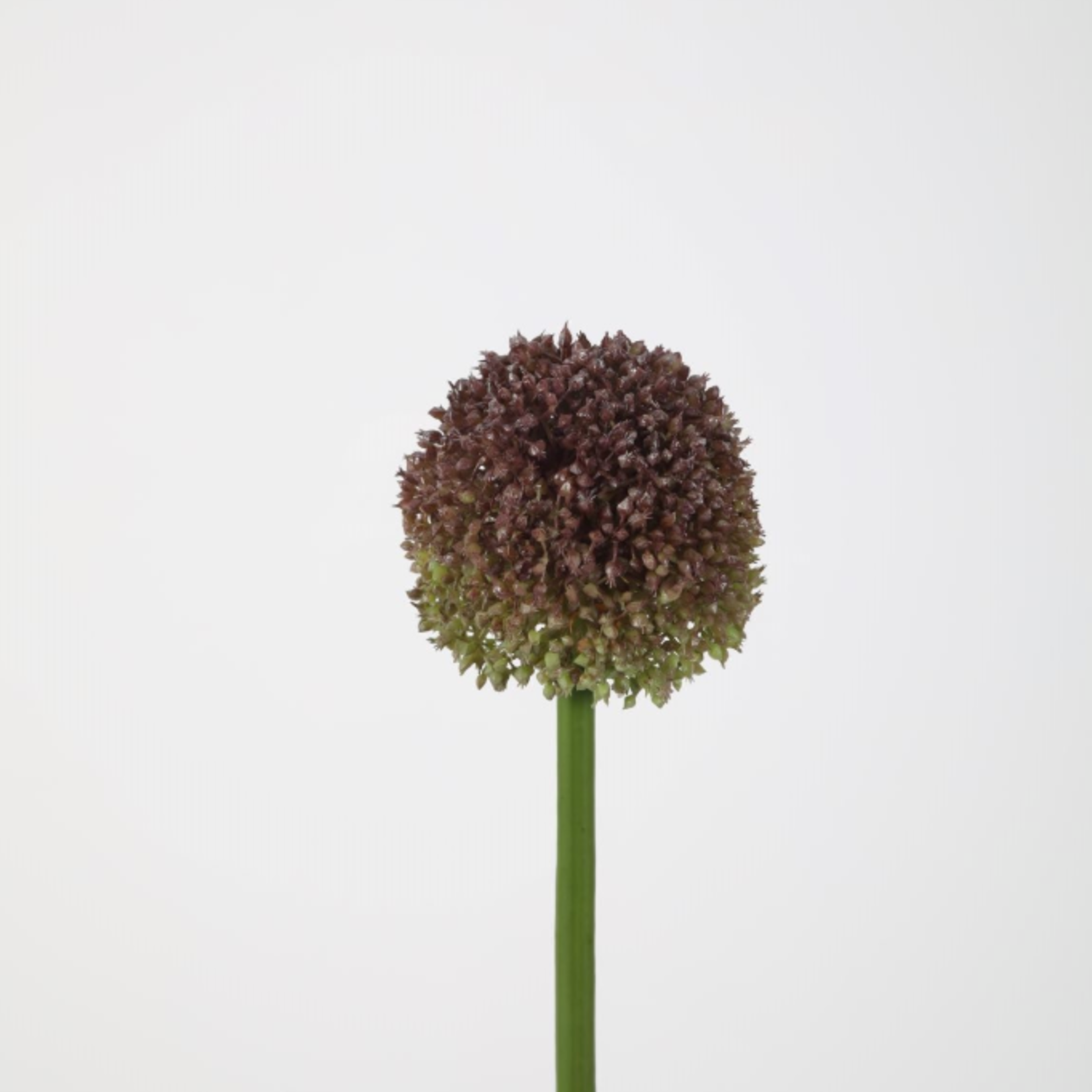 -- C&G - Allium 75cm dia 10cm paars