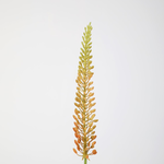 -- C&G - Eremurus Stem 75cm geel/oranje