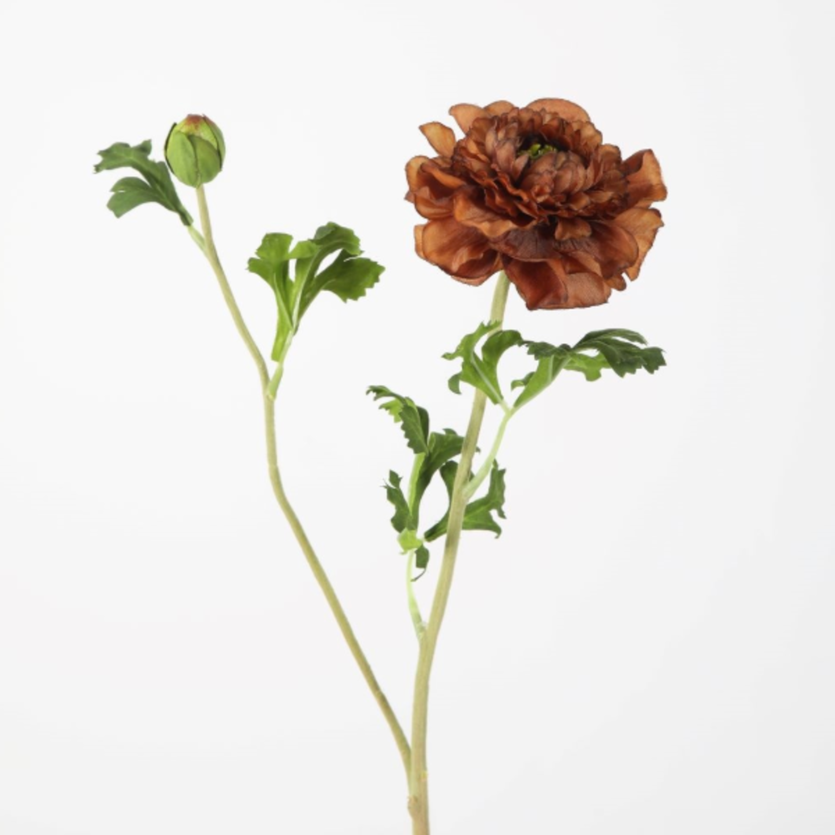 -- C&G - Zinnia Spray 71cm bruin