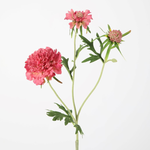 -- C&G - Diamond Scabiosa Spray 72cm rose
