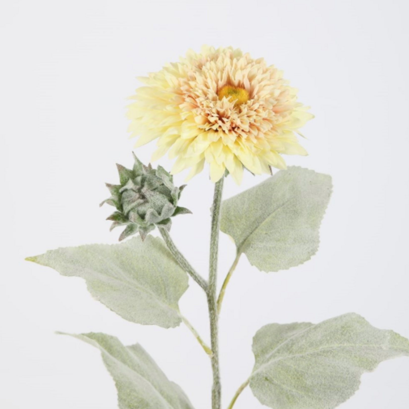 -- C&G - Mum spray 74cm crème