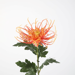 -- C&G - Spider Mum Stem 75cm oranje/geel